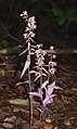 Epipactis purpurata lus. erdneri