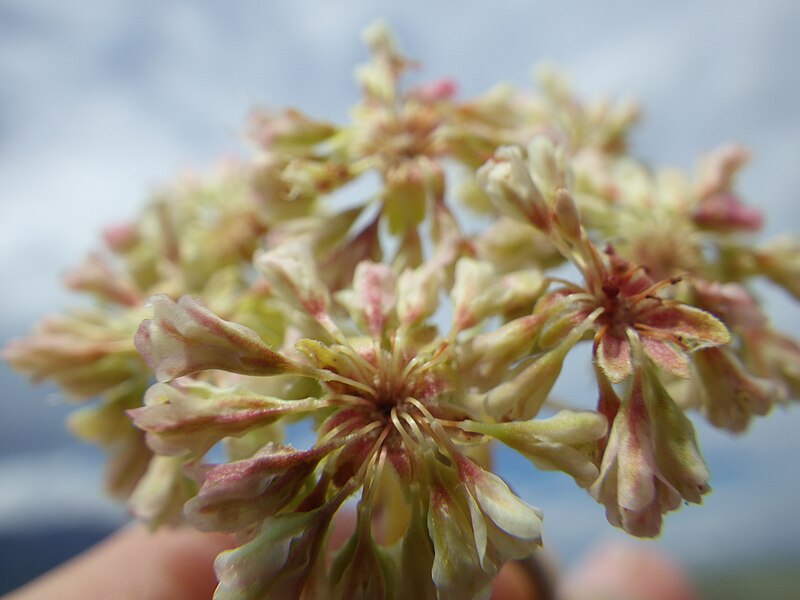 File:Eriogonum umbellatum majus (9371471155).jpg