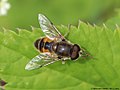 Eristalis arbustorum (Linnaeus, 1758)