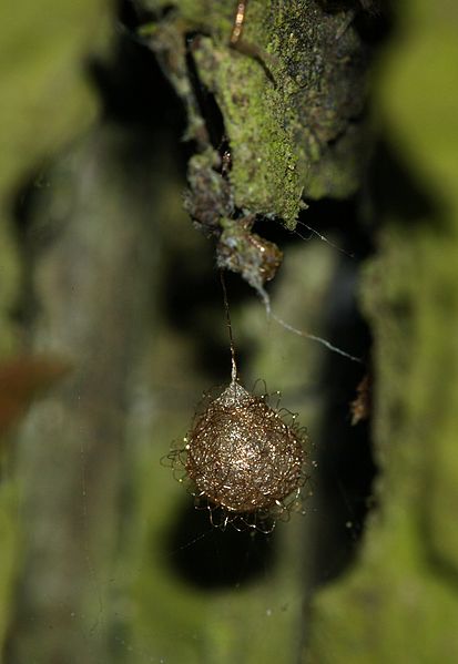 File:Ero.furcata.egg.sac.jpg