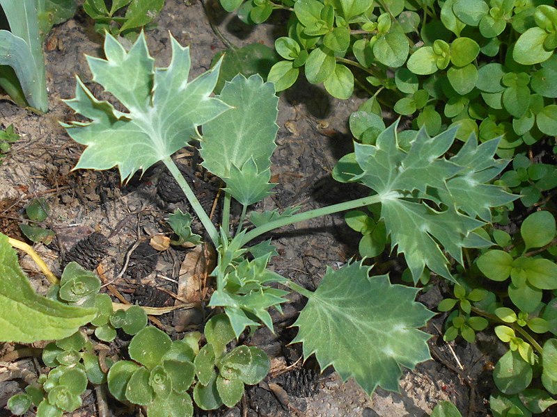 File:Eryngium bourgatii 2018-05-06 1426.jpg