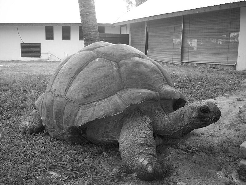 File:Esmeralda Aldabra Giant Tortoise Seychelles.jpg