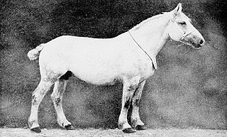 <span class="mw-page-title-main">Trait du Maine</span> Extinct draft horse breed from Maine, France