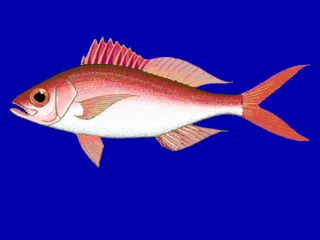 Queen snapper Species of fish