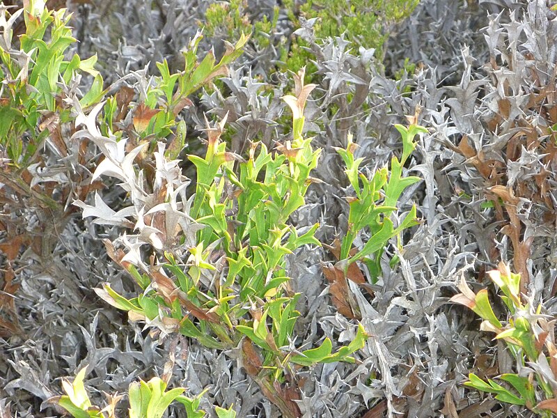 File:Eucalyptus tetragona.jpg