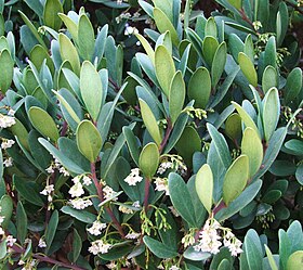 Euclea racemosa - Sea Guarrie Tree - flowers 6.JPG