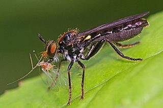 <i>Eudioctria albius</i> Species of fly