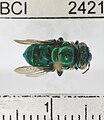 Euglossa despecta.jpg