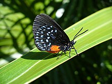 The Atala butterfly (Eumaeus atala) can only survive because the belid Rhopalotria slossoni pollinates its foodplant. Eumaeus atala florida.jpg