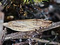 Eupelix cuspidata (Fabricius, 1775)