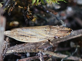 <i>Eupelix cuspidata</i> Species of true bug