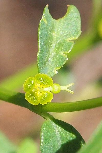 File:Euphorbia biconvexula flower.jpg