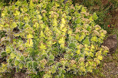 Euphorbia grandicornis Habitus