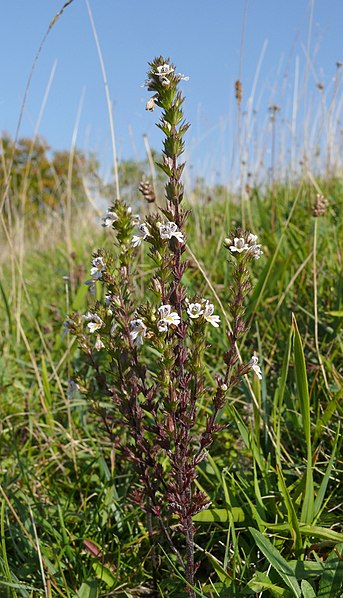 File:Euphrasia stricta 160907.jpg