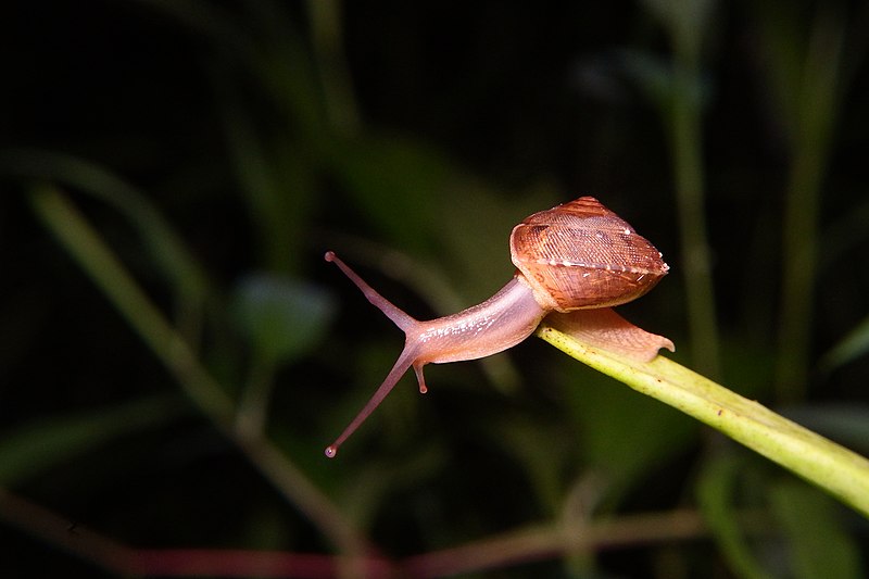 File:Euplecta indica (35110506583).jpg