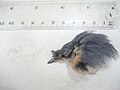 Eurasian Nuthatch, Sitta europaea, head. Probably the victim of a window collision.