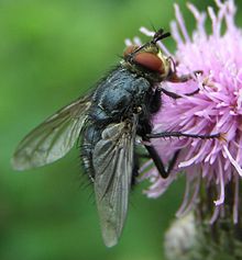 Eurithia-sp-Tachinid-fly-20100730a.JPG