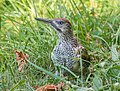 * Nomination European green woodpecker in Royal Lazienki Park --Rhododendrites 03:36, 29 August 2024 (UTC) * Promotion Good quality --Llez 04:55, 29 August 2024 (UTC)  Support Good quality. --Mickaël en résidence 07:19, 29 August 2024 (UTC)