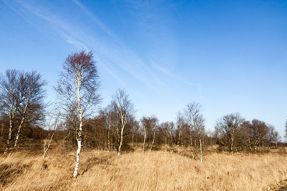 Moorlandschaft am Ewigen Meer