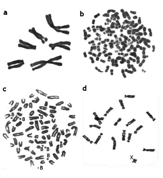 File:Examples of mammalian chromosomes.jpeg