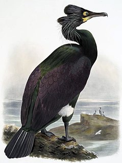 Spectacled cormorant Extinct species of bird
