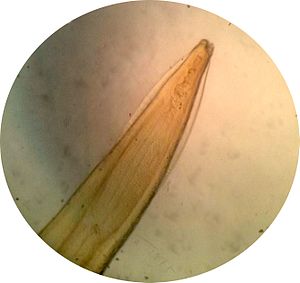 Cervicale alae bij de hondenspoelworm (Toxocara canis)