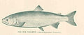 FMIB 41473 Silver Salmon (Oncorhynchus kisutch).jpeg