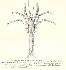 Parapylocheles scorpio