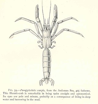 <i>Parapylocheles scorpio</i> Species of crab