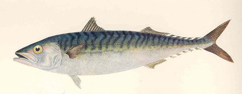 File:FMIB 48907 Mackerel.jpeg