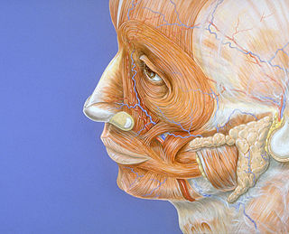 Face, também conhecida como rosto, é a parte frontal da cabeça, onde se encontram o nariz, olhos, boca, bochechas etc.