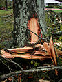 Fallen Oak (other tree contact) (3387752056).jpg