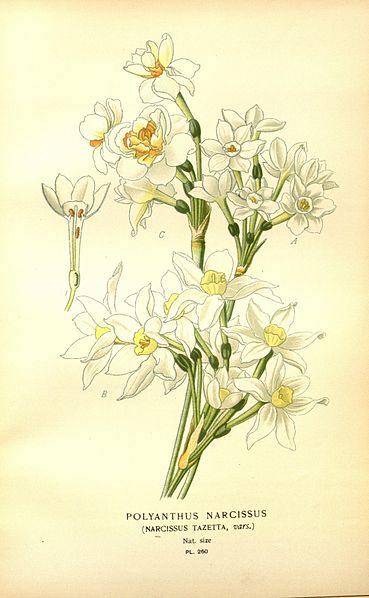 File:Favourite flowers of garden and greenhouse (8346029592).jpg