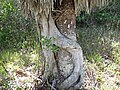 Ficus aurea (Florida strangler fig) (Sanibel Island, Florida, USA) 13 (24973339624).jpg