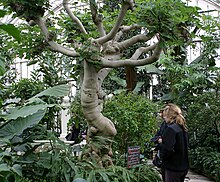 A Ficus carica (common fig) Ficus carica tree.jpg
