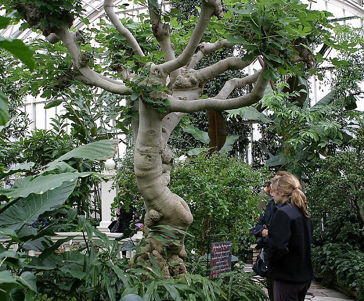 File:Ficus carica tree.jpg