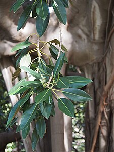 Ficus macrophylla f. columnaris, Figowiec wielkolistny f. kolumnowa, 2023-02-24