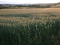 Field of barley near Barwick - geograph.org.uk - 465934.jpg