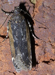 <i>Filatima pseudacaciella</i> Species of moth