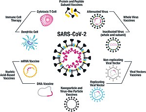 Vaccine platforms being employed for SARS-CoV-2. Whole virus vaccines include both attenuated and inactivated forms of the virus. Protein and peptide subunit vaccines are usually combined with an adjuvant in order to enhance immunogenicity. The main emphasis in SARS-CoV-2 vaccine development has been on using the whole spike protein in its trimeric form, or components of it, such as the RBD region. Multiple non-replicating viral vector vaccines have been developed, particularly focused on adenovirus, while there has been less emphasis on the replicating viral vector constructs. Fimmu-11-579250-g004.jpg