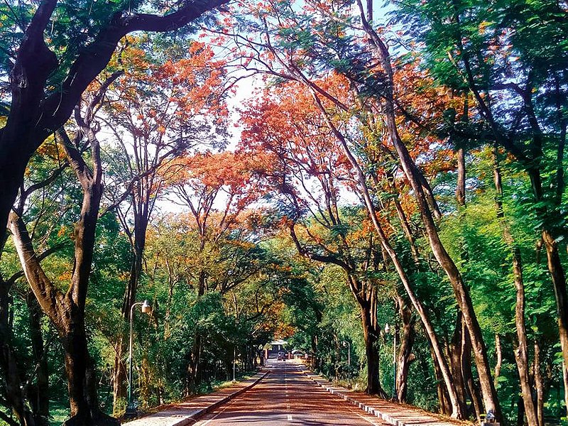 File:Fire Trees in U.P. Diliman, Quezon City (2).jpg