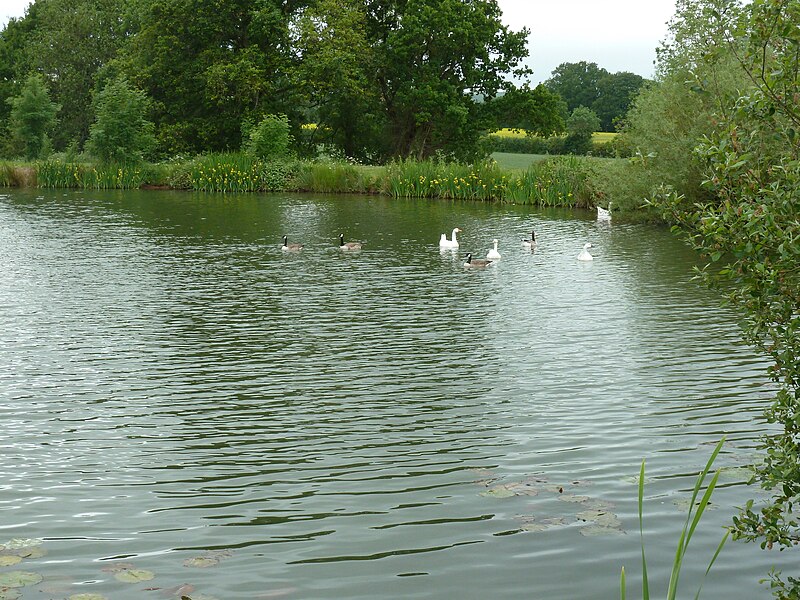 File:Fishing lake near Little Berrington - geograph.org.uk - 2451826.jpg