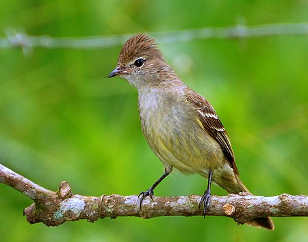 Flickr - Dario Sanches - GUARACAVA-DE-BARRIGA-AMARELA (Elaenia flavogaster).jpg