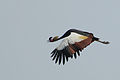 Grue couronnée en vol au Pirang Forest Park, Gambie