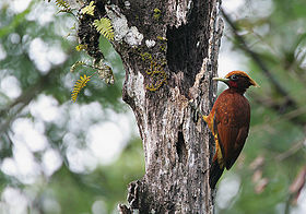 Flickr - Rainbirder - Chestnut Woodpecker (Celeus elegans).jpg