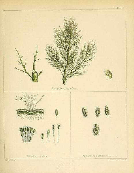 File:Flora Antarctica Plate LXIX.jpg