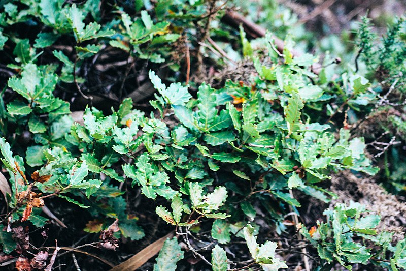 File:Flora na Tapada do Saldanha. 11-18 (02).jpg