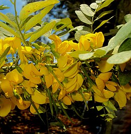 Flores de Diphysa Americanaa.JPG