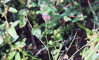 <i>Symphyotrichum subulatum</i> A flowering plant in the family Asteraceae native to parts of Mexico, Caribbean, and North America