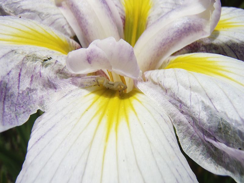 File:Flower spider at iris.jpg